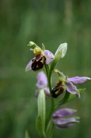 Ophrys Abeille