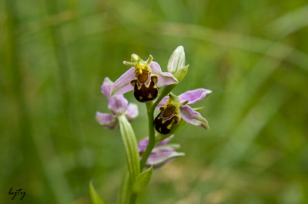 L'Ophrys Abeille