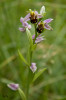 L'Ophrys Abeille