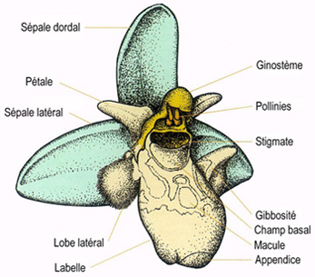 Schéma d'une Ophrys Abeille