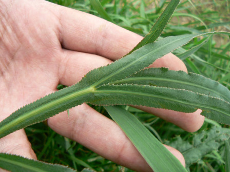 Falcaire commune (Falcaria vulgaris)