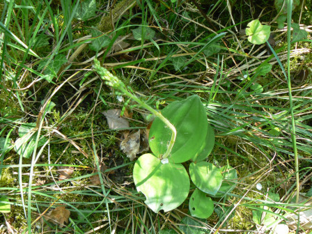 Listère à feuilles ovales (Listera ovata)