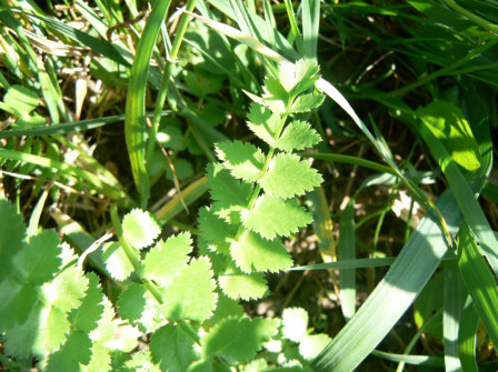 Persil des moissons (Petroselinum segetum)