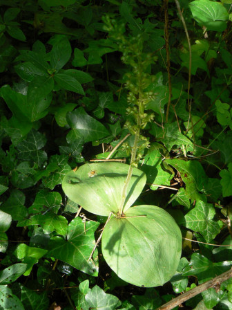 La listère à feuilles ovales (Listera ovata)