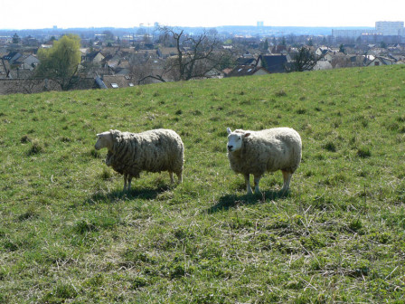 Les moutons de la côte du Beauzet