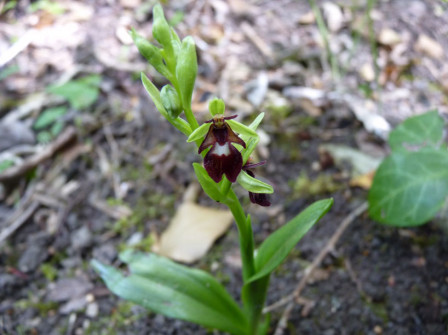 ophrys_mouche_02052010_1.jpg