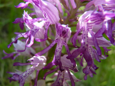 Orchis_Militaire_23052010_2.jpg
