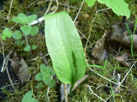 Ophioglosse commun ( Ophioglossum vulgatum ) ou Ophioglosse vulgaire