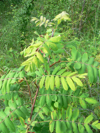 Le cormier ou sorbier domestique (Sorbus domestica L.)