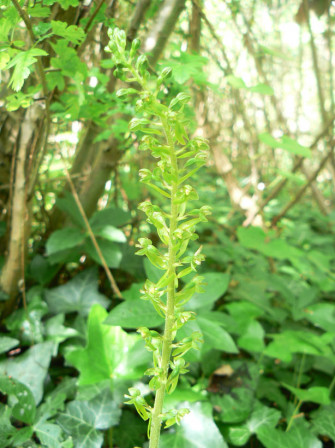 La listère à feuilles ovales (Listera ovata)
