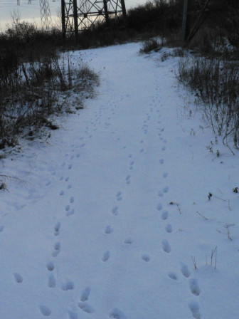 29-12-2009 : Traces de renard sur la neige