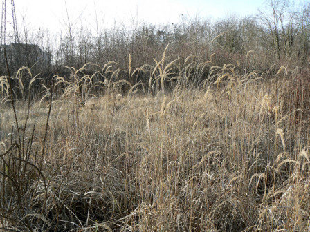 29_01-2009 : La pelouse calcaro-marneuse menacée par la construction du Gymnase Théodore Monod