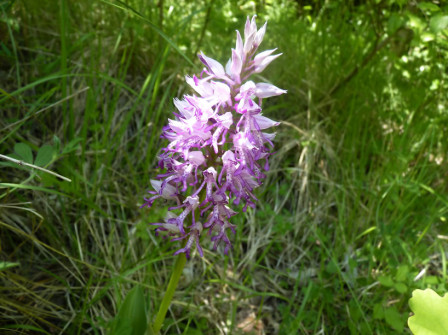Orchis_Militaire_23052010_3.jpg