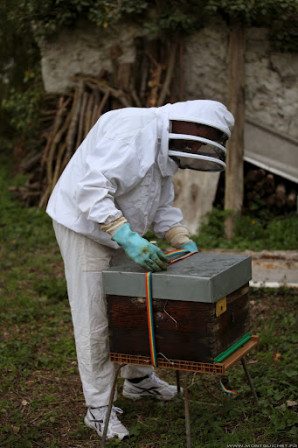 Le déménagement des ruches
